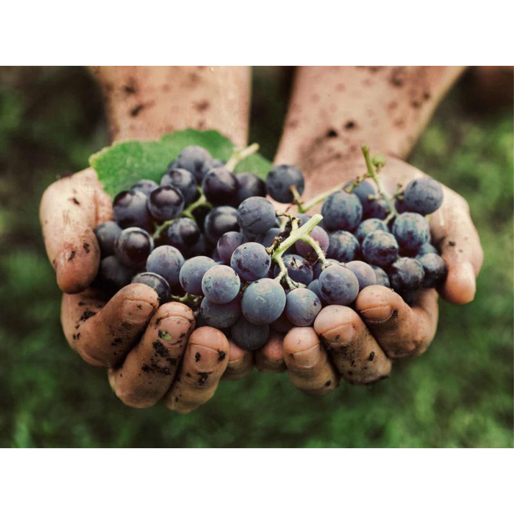 Cantinetta Portabottiglie Impilabile in Plastica Riciclata FERLIVING - 6 Posti